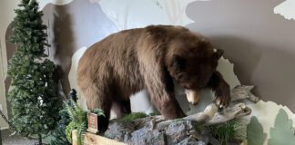 Hardware Wildlife Education Center Opening In May With New ‘Bear Aware’ Exhibit Bear Aware