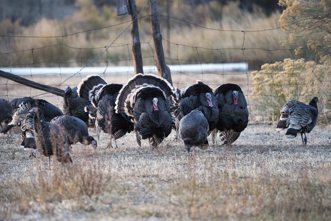 Youth Turkey Hunt Opens April 28th, 2023 The Independent News