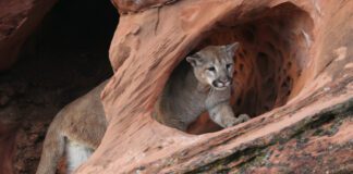 What To Do If You Encounter A Mountain Lion In Utah Mountain Lions