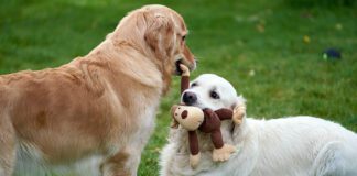 Southern Utah Adoptable Pets Guide