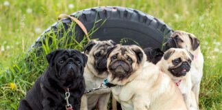 Southern Utah Adoptable Pets Guide