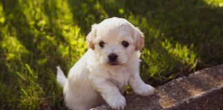 Southern Utah Adoptable Pets Guide