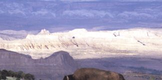 How To Avoid Conflicts With Bison At Antelope Island State Park Bison