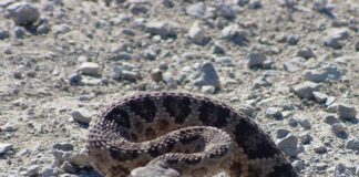 Ask an Expert – Snake-Free Fun snakes