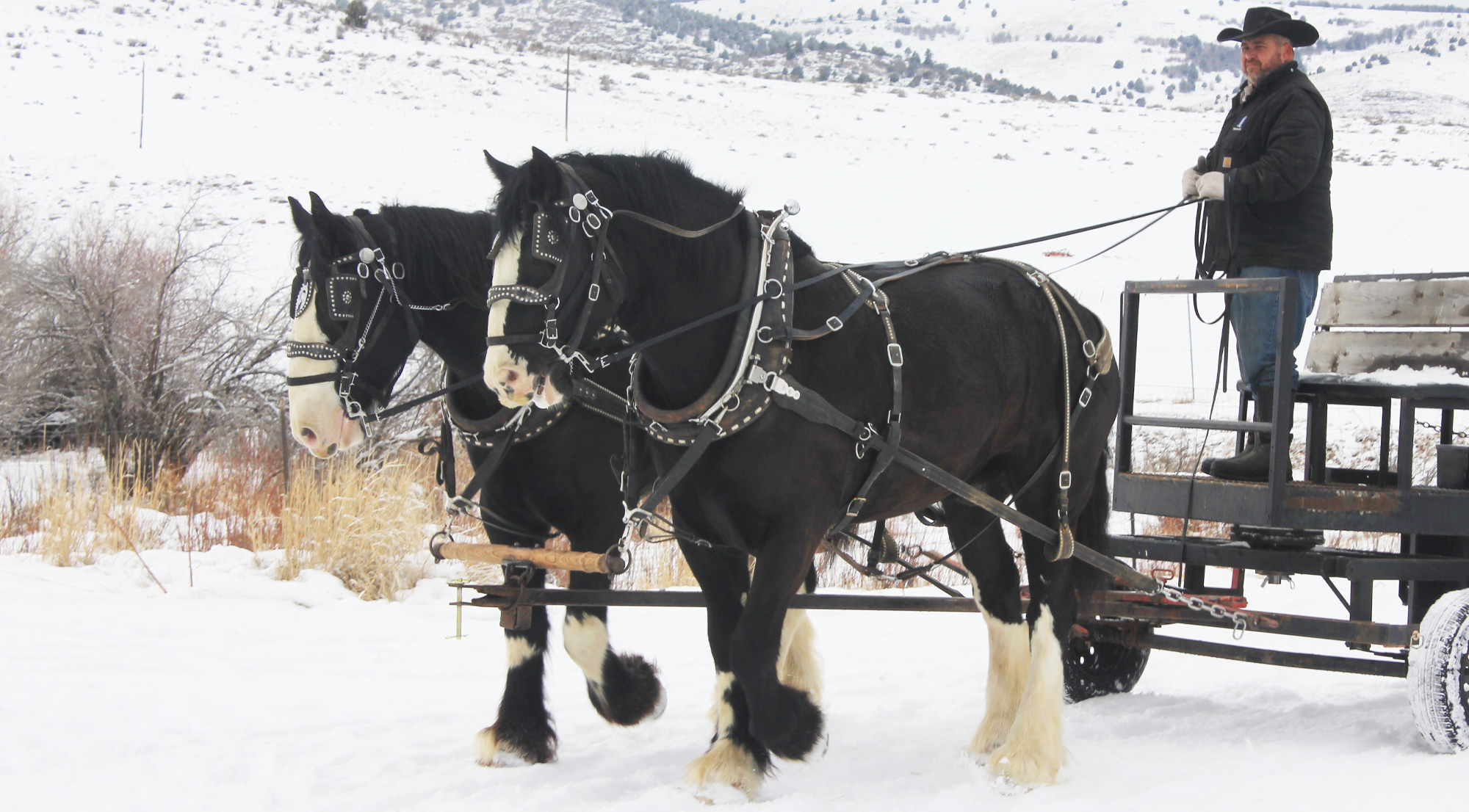 horse-drawn sleigh rides