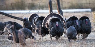 Apply For Utah’s 2024 Spring Limited-Entry Turkey Hunting Permits Starting Dec. 12 Thanksgiving Turkey Hunt