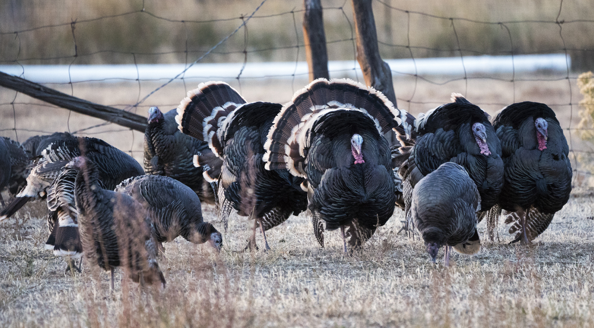 Thanksgiving Turkey Hunt