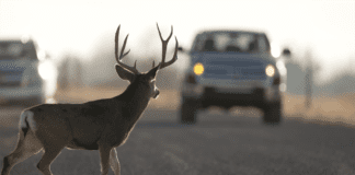 When To Report Wildlife Sightings Or Encounters To The DWR Wildlife encounters