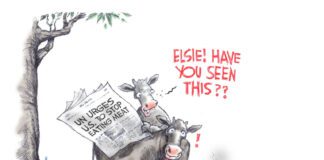 Editorial Cartoon: UN and Beef UN and Beef - By Dick Wright
