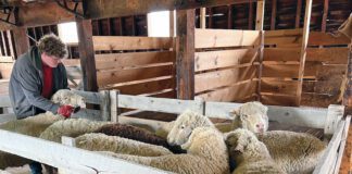 Sheep To Shawl At Frontier Homestead State Park Museum Frontier Homestead State Park