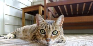 Southern Utah Adoptable Pets Guide