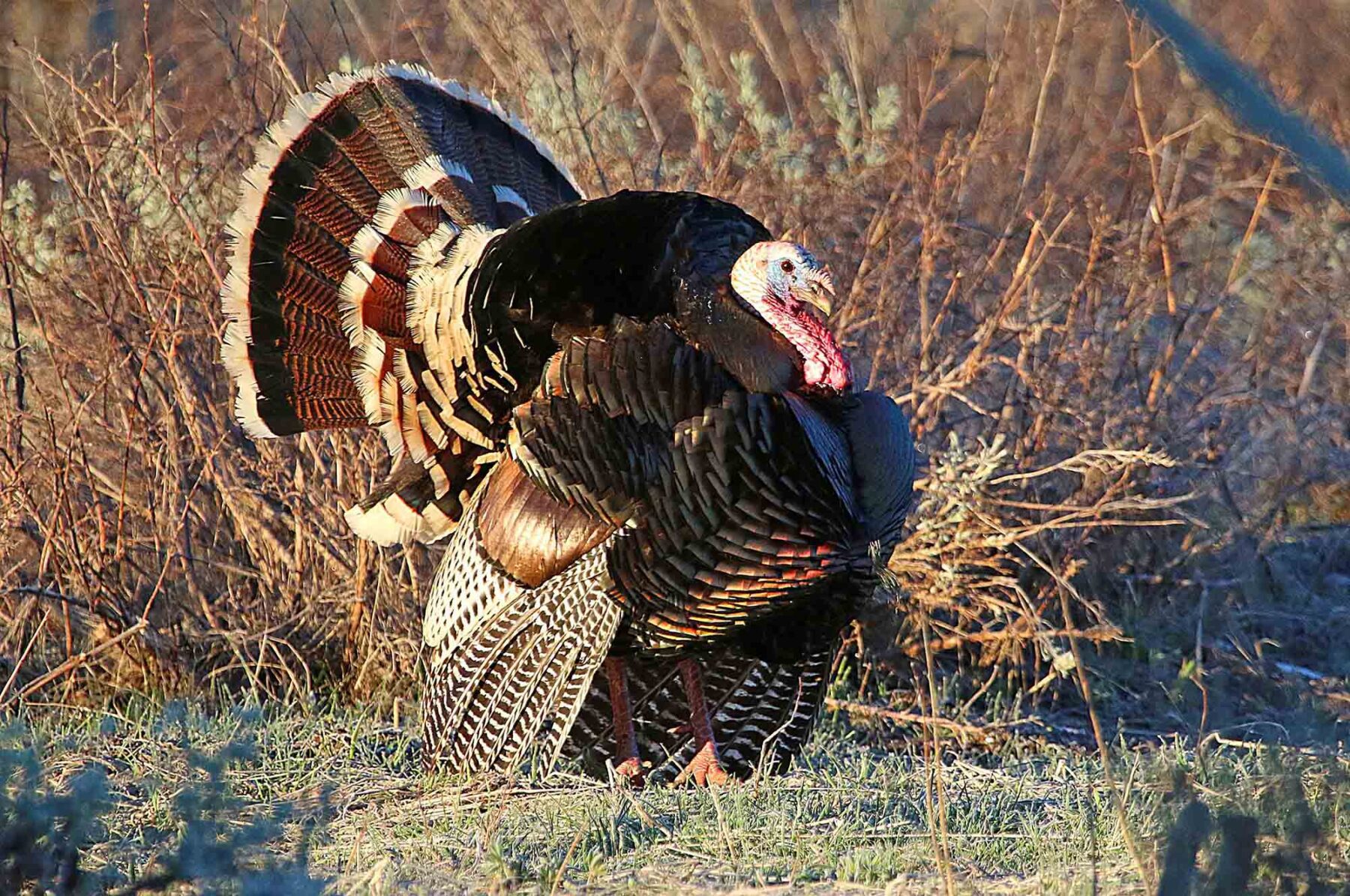 What Hunters Should Know For The 2024 Utah Spring Turkey Hunt The