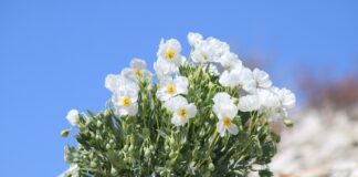 Endangered Dwarf Bear Poppies Are Blooming And You Only Have About Seven Days Left To See Them Dwarf Bear Poppy