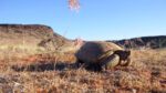 Division Of Wildlife Resources To Host Tortoise Viewing This Saturday At Snow Canyon