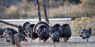 What Hunters Should Know For The 2024 Utah Spring Turkey Hunt