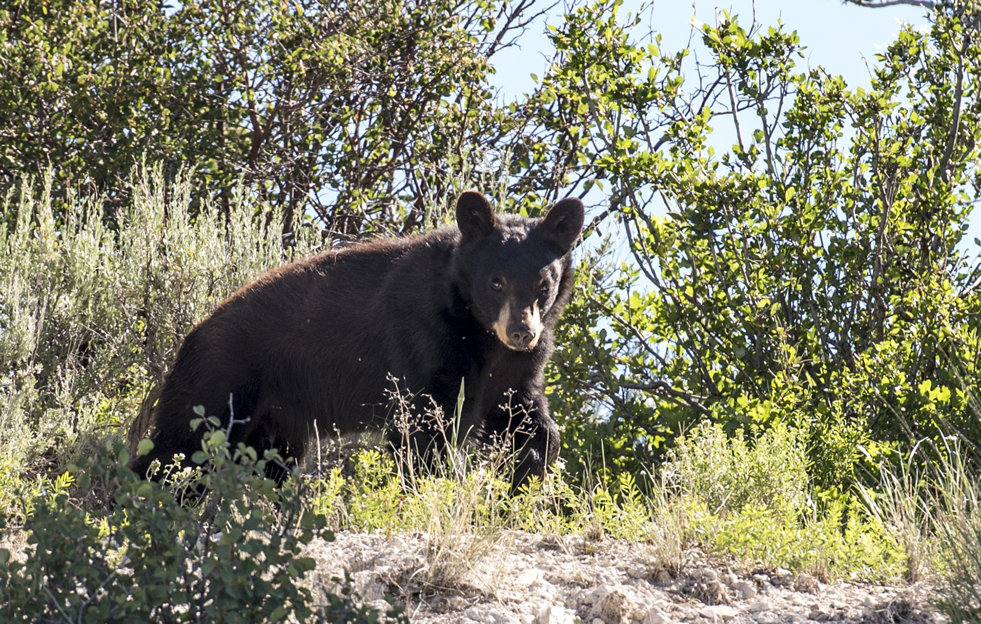Black Bear Utah