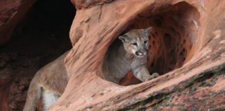 What To Do If You Encounter A Mountain Lion In Utah Utah Mountain Lions