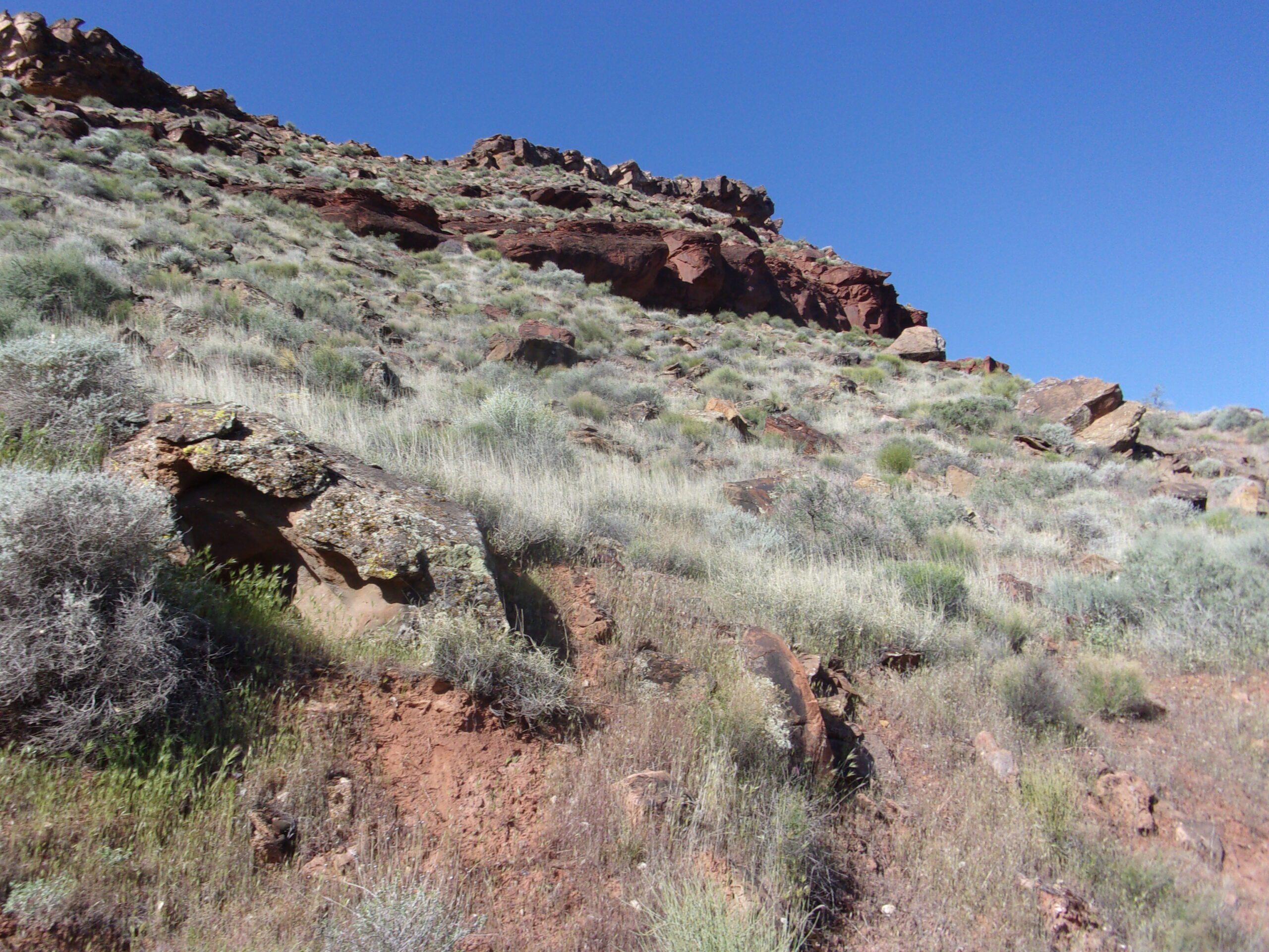 A mountain slope near Quail Creek Overlook Trail, Quail Creek State Park, April 2024 - Photo by Tom Garrison