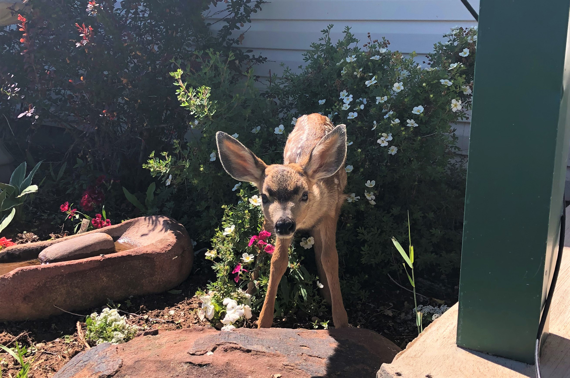 Baby Deer