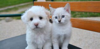 Southern Utah Adoptable Pets Guide