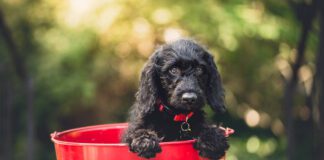 Southern Utah Adoptable Pets Guide