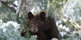 6 Ways To Avoid Conflicts With Bears This Summer Black Bear Utah