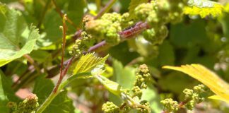 Wine Making Refined at Zion Vineyards Zion Vineyards