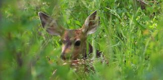 What To Do If You Find A Baby Deer Or Elk.