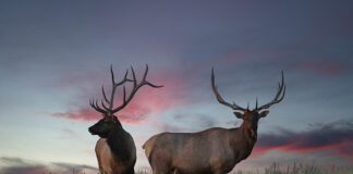 Remaining Deer & Elk Permits Will Be Available on July 9, 2024 Deer and Elk Permits