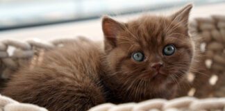 Southern Utah Adoptable Pets Guide