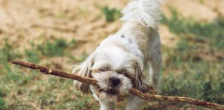 Southern Utah Adoptable Pets Guide