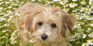Southern Utah Adoptable Pets Guide