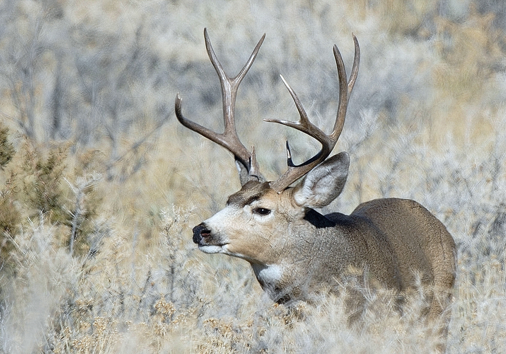 Deer and Elk Permits