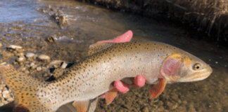Utah Cutthroat Slam Raises Over $100K For Cutthroat Trout Restoration cutthroat trout restoration
