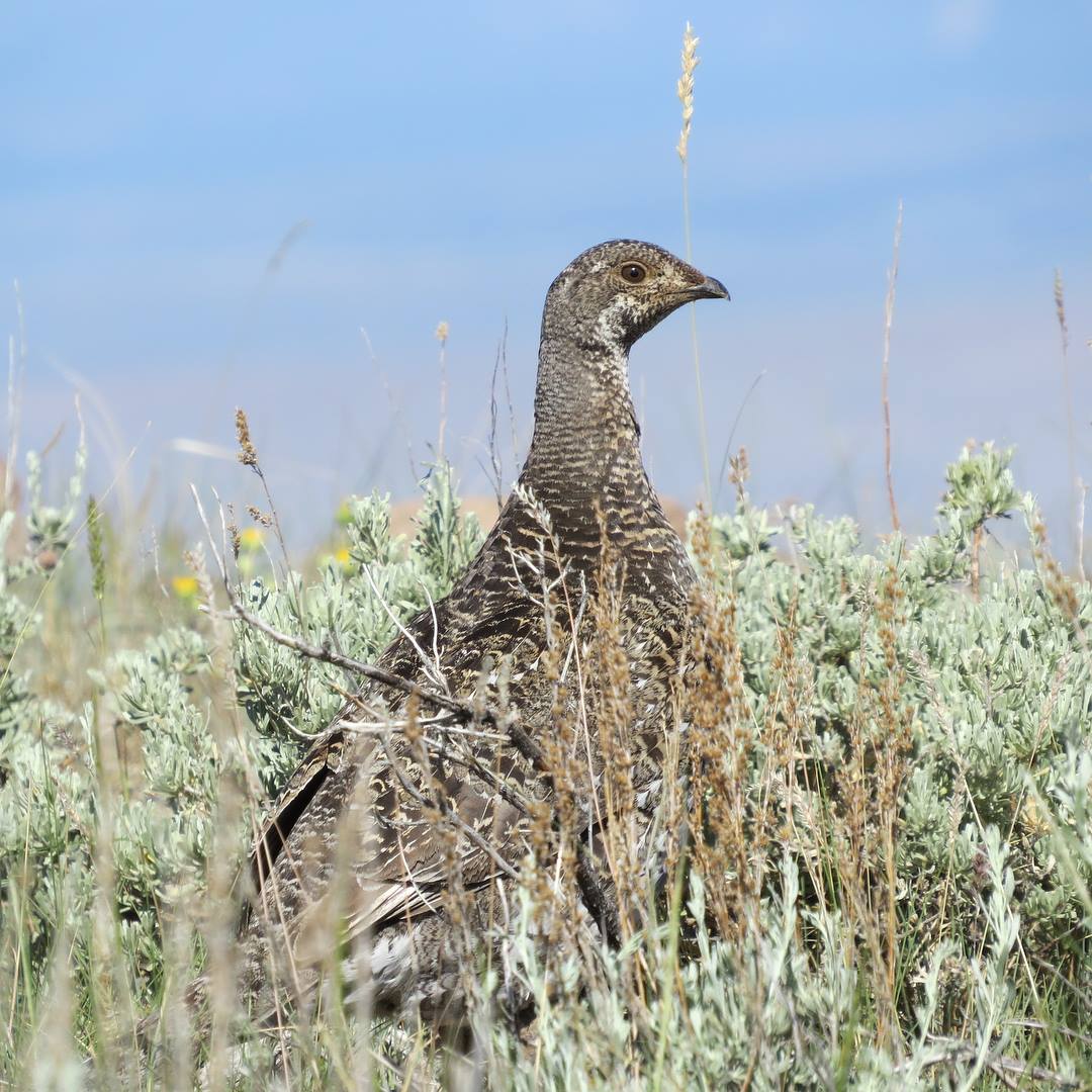 Upland Game Hunt