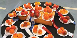 Hurricane City’s Annual Peach Days Celebration Peach Days