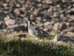 What Hunters Should Know About The 2024 Utah Upland Game Hunts Upland Game Hunt