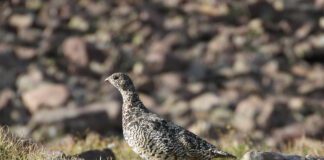 What Hunters Should Know About The 2024 Utah Upland Game Hunts Upland Game Hunt