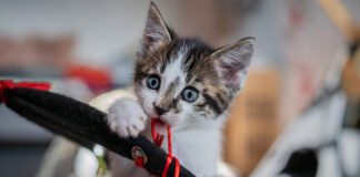 Southern Utah Adoptable Pets Guide