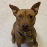 Southern Utah Pet Adoption