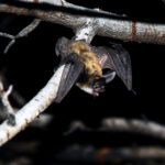 DWR Hosting An Additional Bat-Viewing Event This Fall In Moab Utah Bats