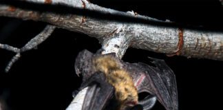 DWR Hosting An Additional Bat-Viewing Event This Fall In Moab Utah Bats