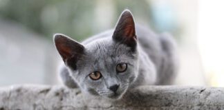 Southern Utah Adoptable Pets Guide