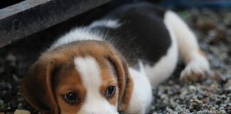 Southern Utah Adoptable Pets Guide