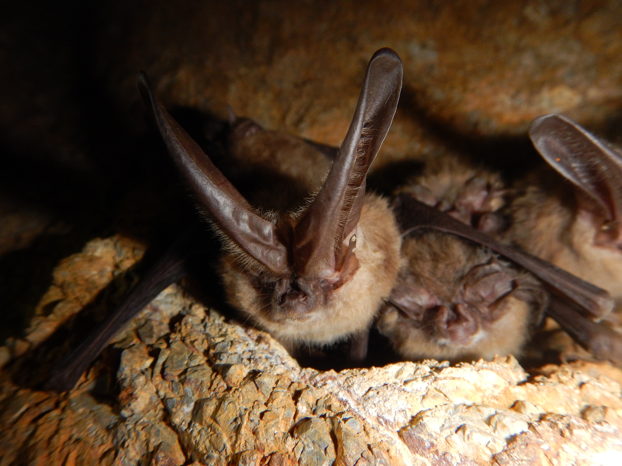 Utah Bats