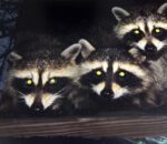Experience Utah’s Nocturnal Wildlife At The Hardware Wildlife Education Center Hardware Wildlife Education Center