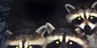 Experience Utah’s Nocturnal Wildlife At The Hardware Wildlife Education Center Hardware Wildlife Education Center