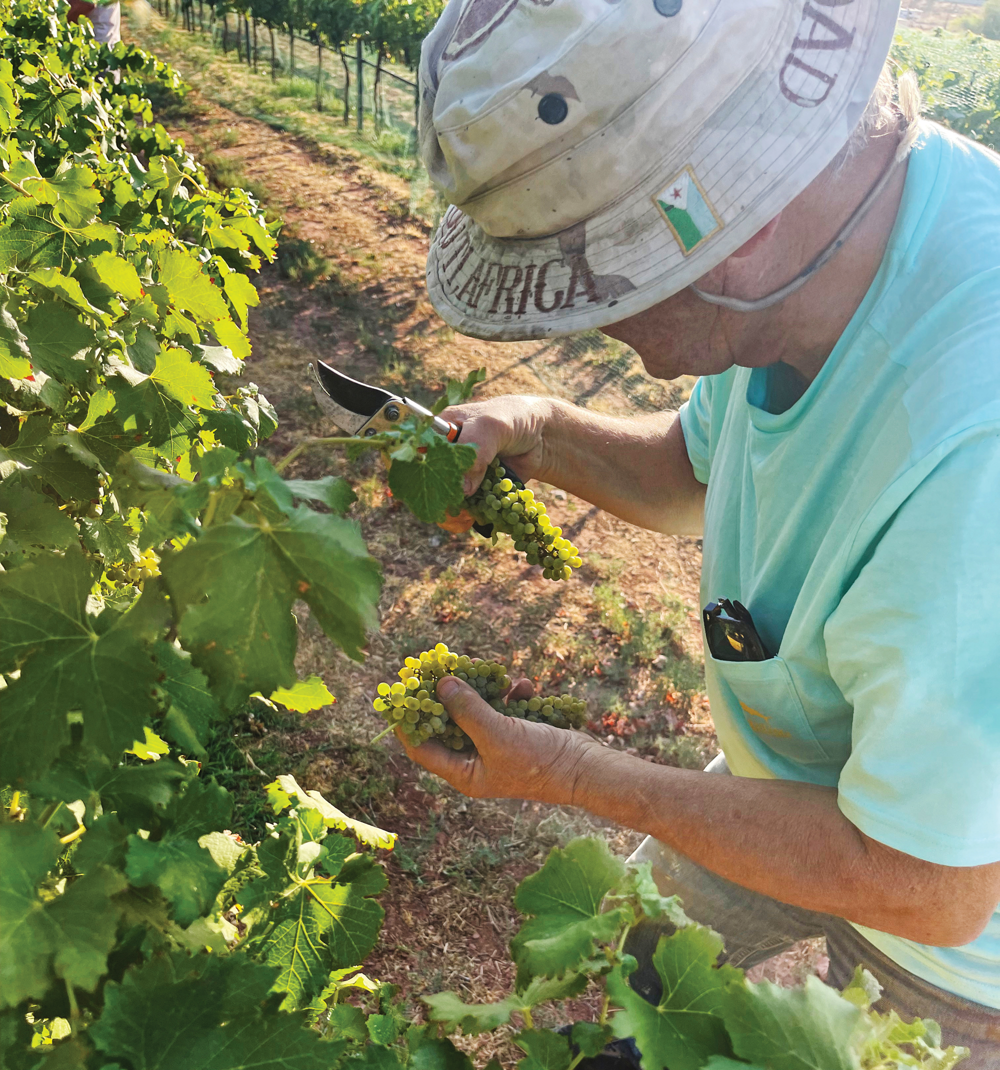 Zion Vineyards