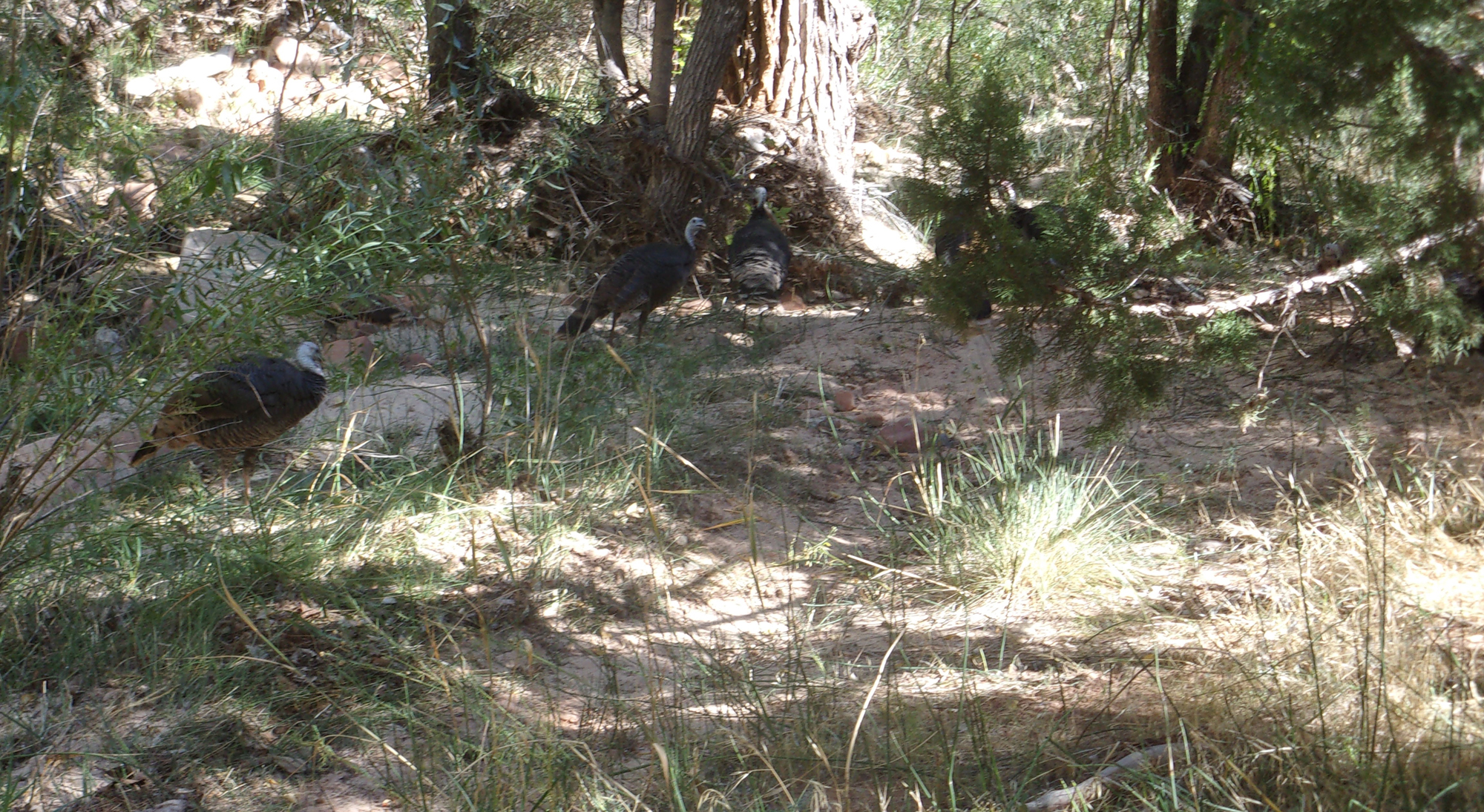 Sand Bench Trail