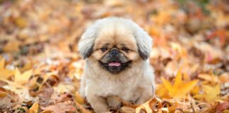 Southern Utah Adoptable Pets Guide